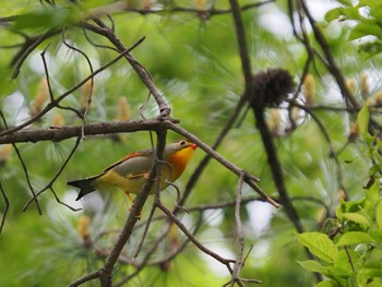 Red-billed Leiothrix 雪入ふれあいの里公園 Sat, 4/22/2023