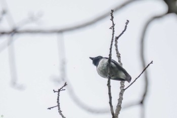 Blue-and-white Flycatcher Moritogawa Sat, 4/22/2023