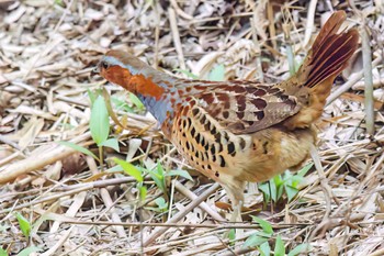 Chinese Bamboo Partridge Moritogawa Sat, 4/22/2023