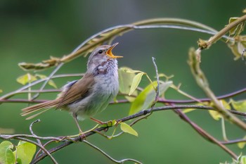 Japanese Bush Warbler Moritogawa Sat, 4/22/2023