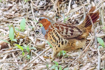 Chinese Bamboo Partridge Moritogawa Sat, 4/22/2023