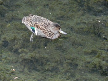 2023年4月24日(月) 平和の森公園、妙正寺川の野鳥観察記録