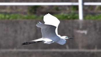 Great Egret(modesta)  豊橋三河臨海緑地周辺 Sat, 4/22/2023