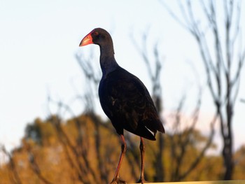 Australasian Swamphen Jerrabomberra Wetlands, Fyshwick, ACT, Australia Fri, 4/14/2023