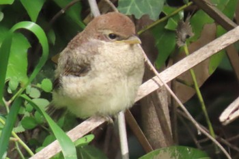 Bull-headed Shrike Mizumoto Park Sun, 4/23/2023