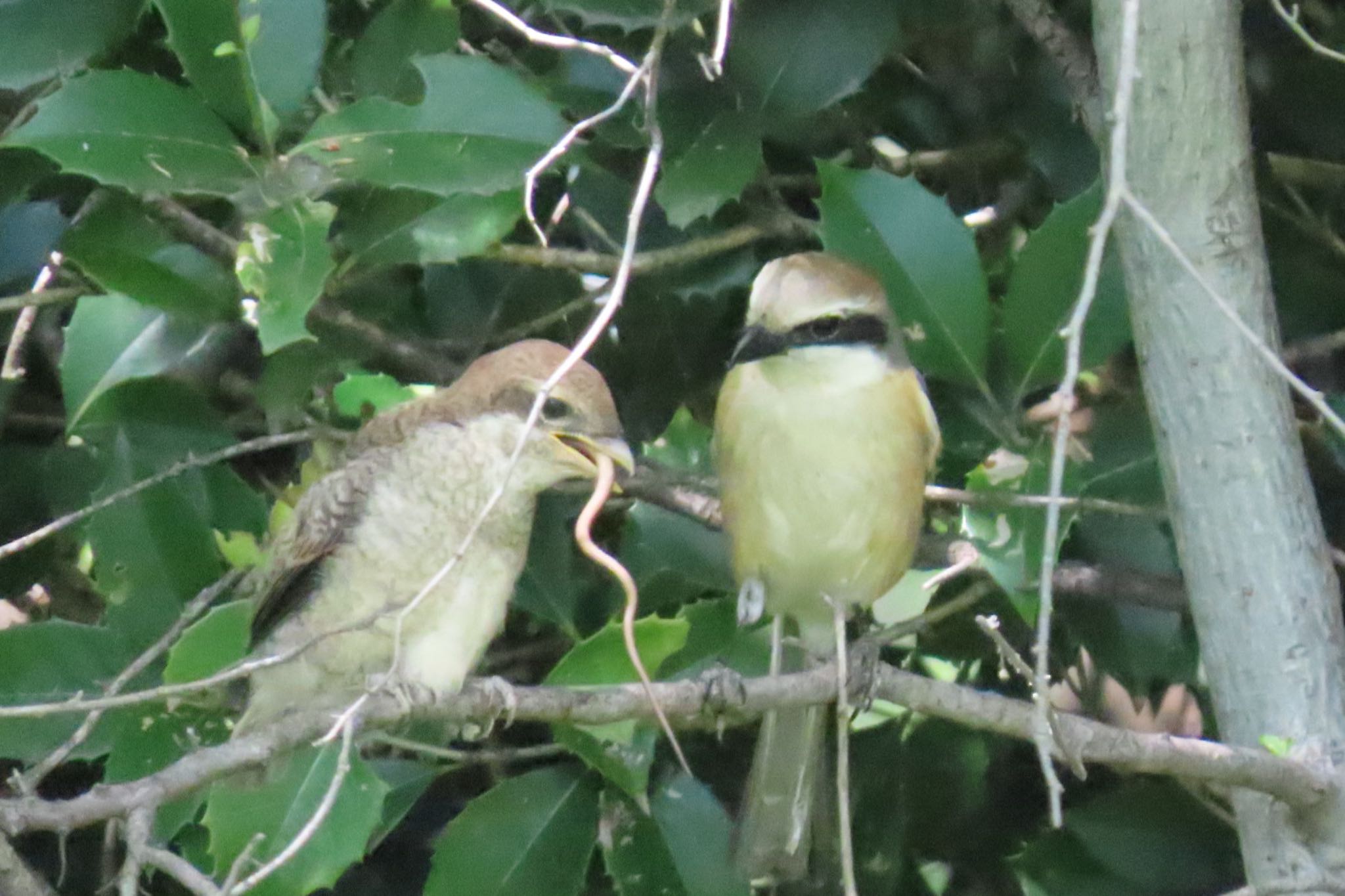 Photo of Bull-headed Shrike at Mizumoto Park by toru