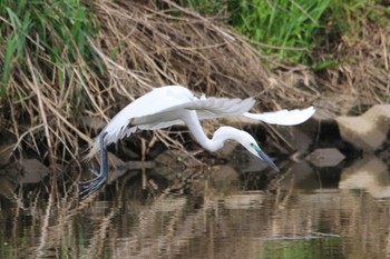 Great Egret 越谷サギコロニー Mon, 4/24/2023