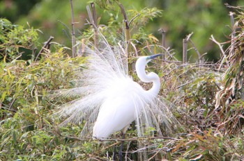 Great Egret 越谷サギコロニー Mon, 4/24/2023