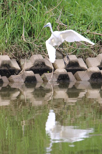 Great Egret 越谷サギコロニー Mon, 4/24/2023