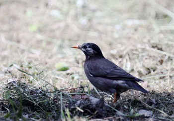 White-cheeked Starling 大阪 Sat, 4/22/2023