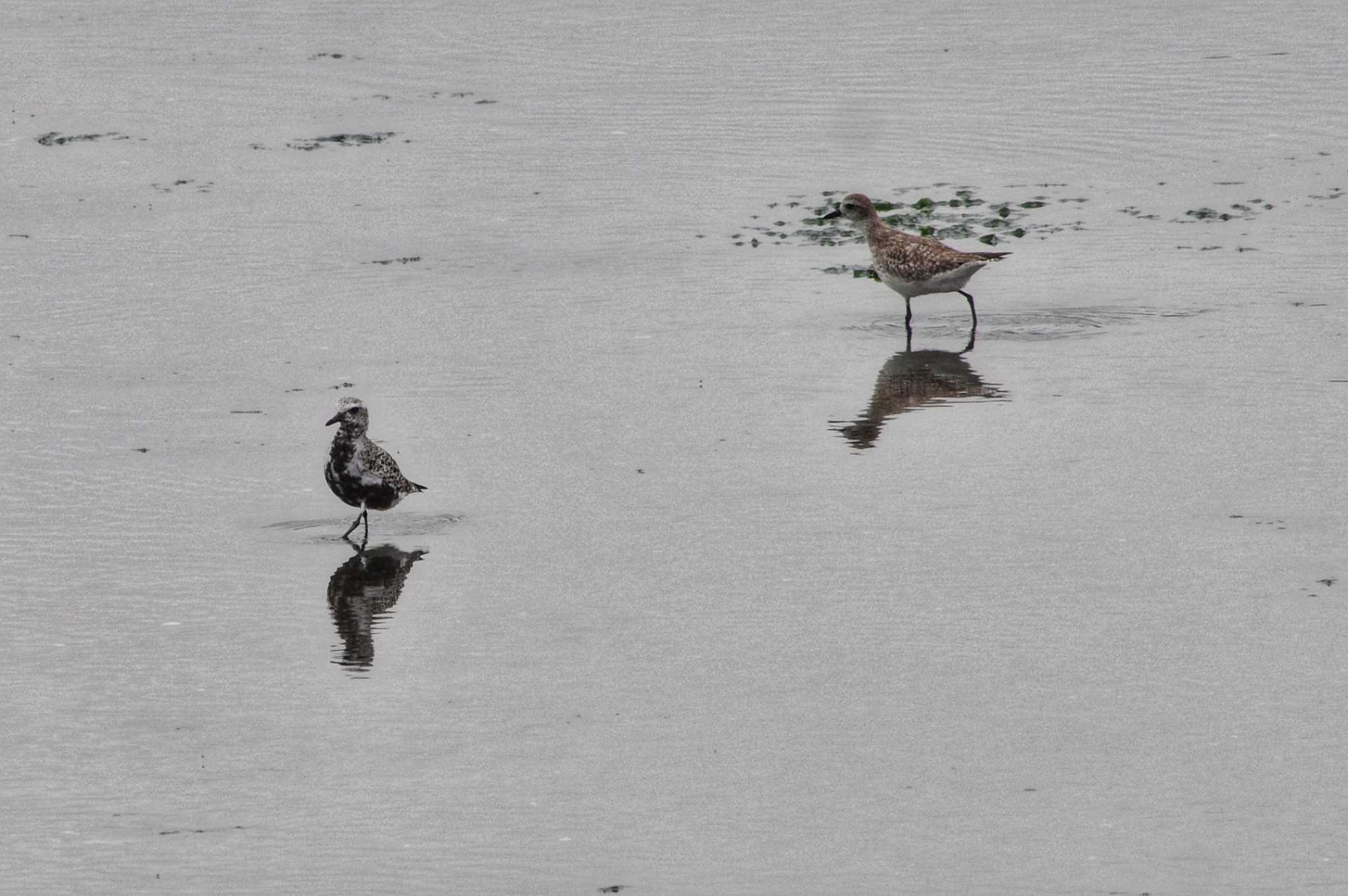 Photo of Grey Plover at 谷津干潟自然観察センター by zingo