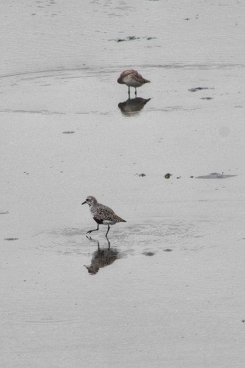 Grey Plover 谷津干潟自然観察センター Sat, 4/22/2023