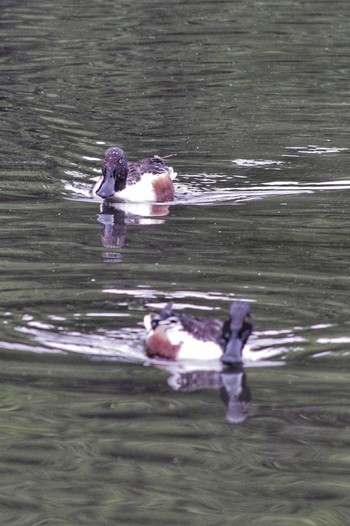 Northern Shoveler 谷津干潟自然観察センター Sat, 4/22/2023