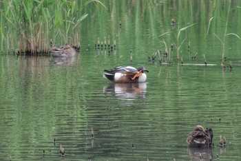 Northern Shoveler 谷津干潟自然観察センター Sat, 4/22/2023