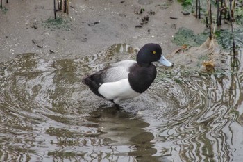 Greater Scaup 谷津干潟自然観察センター Sat, 4/22/2023