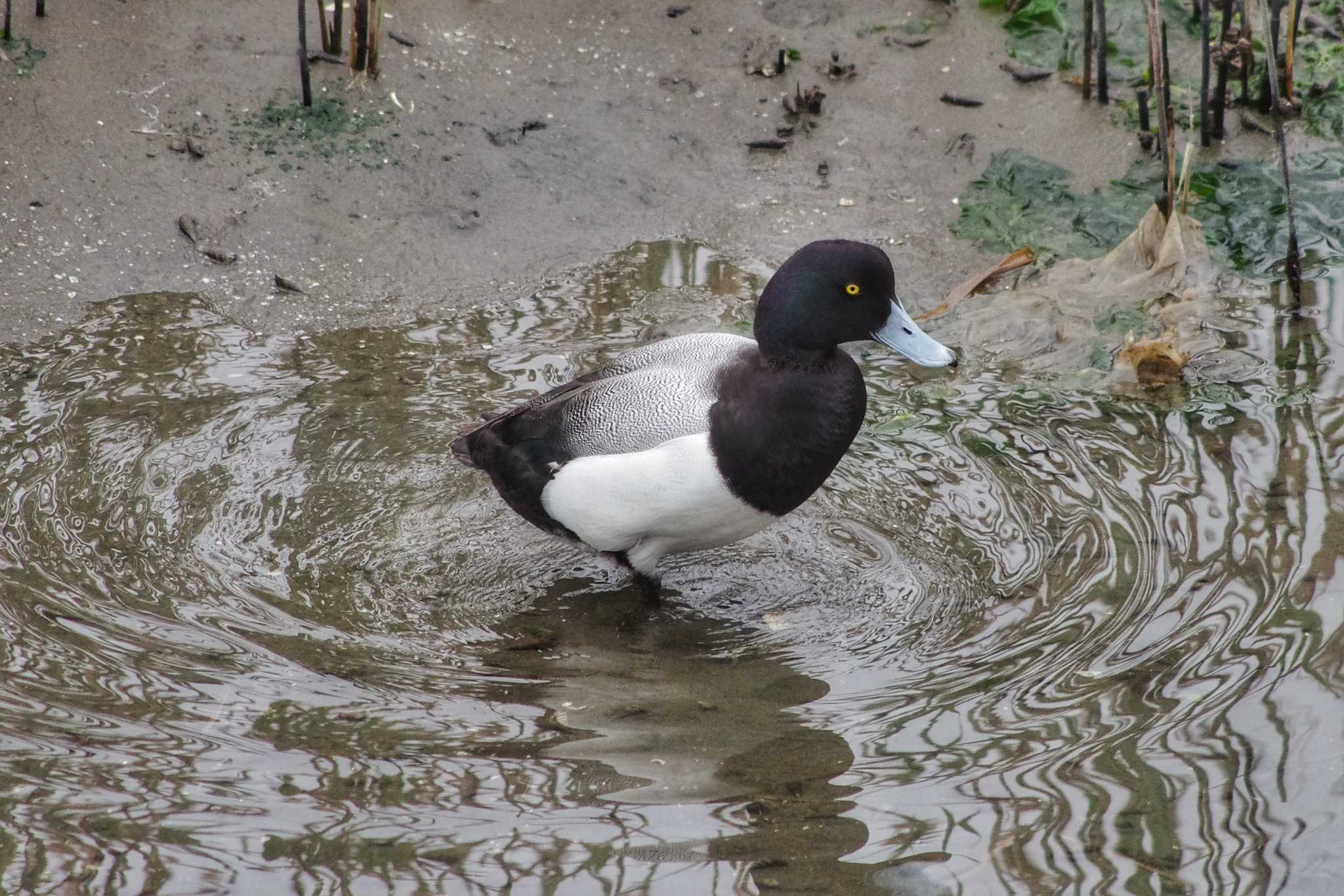 Photo of Greater Scaup at 谷津干潟自然観察センター by zingo