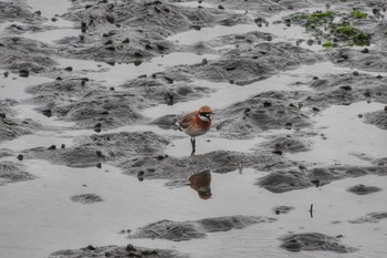 Siberian Sand Plover 谷津干潟自然観察センター Sat, 4/22/2023