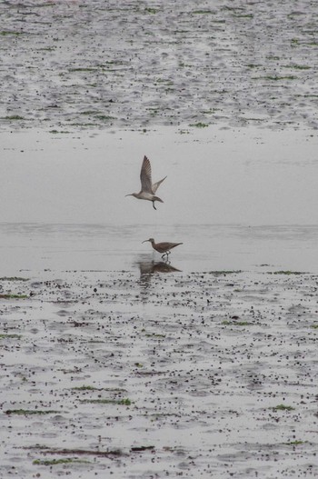 Eurasian Whimbrel 谷津干潟自然観察センター Sat, 4/22/2023