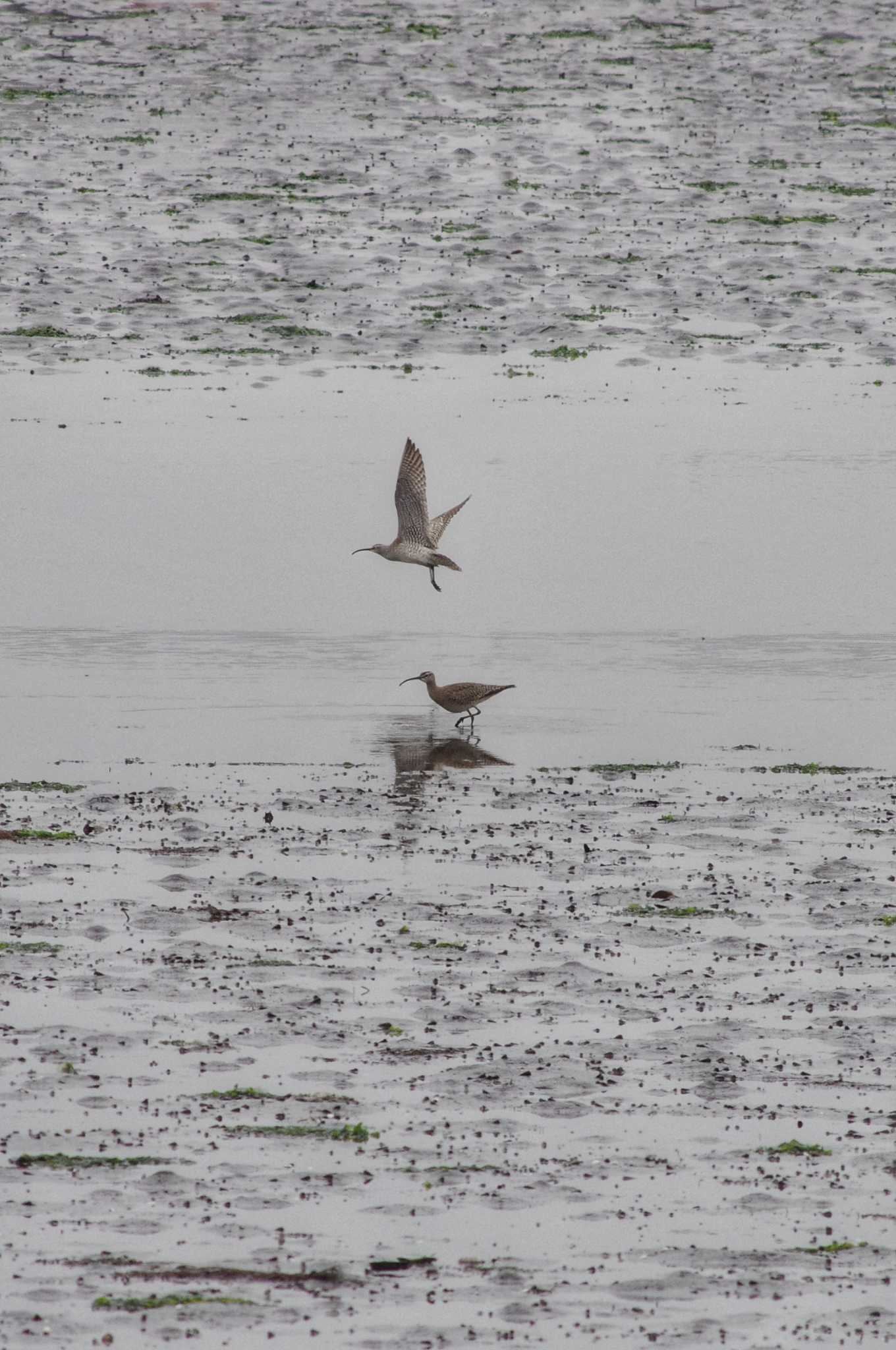 Photo of Eurasian Whimbrel at 谷津干潟自然観察センター by zingo