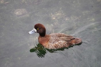 Greater Scaup 谷津干潟自然観察センター Sat, 4/22/2023