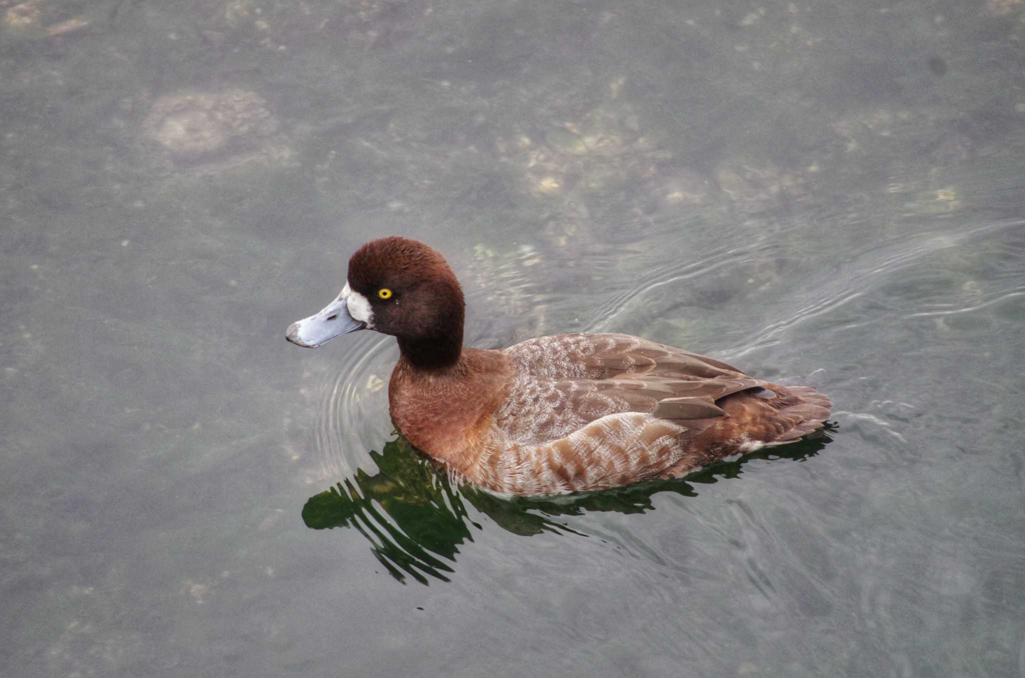 Photo of Greater Scaup at 谷津干潟自然観察センター by zingo