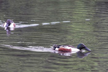 ハシビロガモ 谷津干潟自然観察センター 2023年4月22日(土)