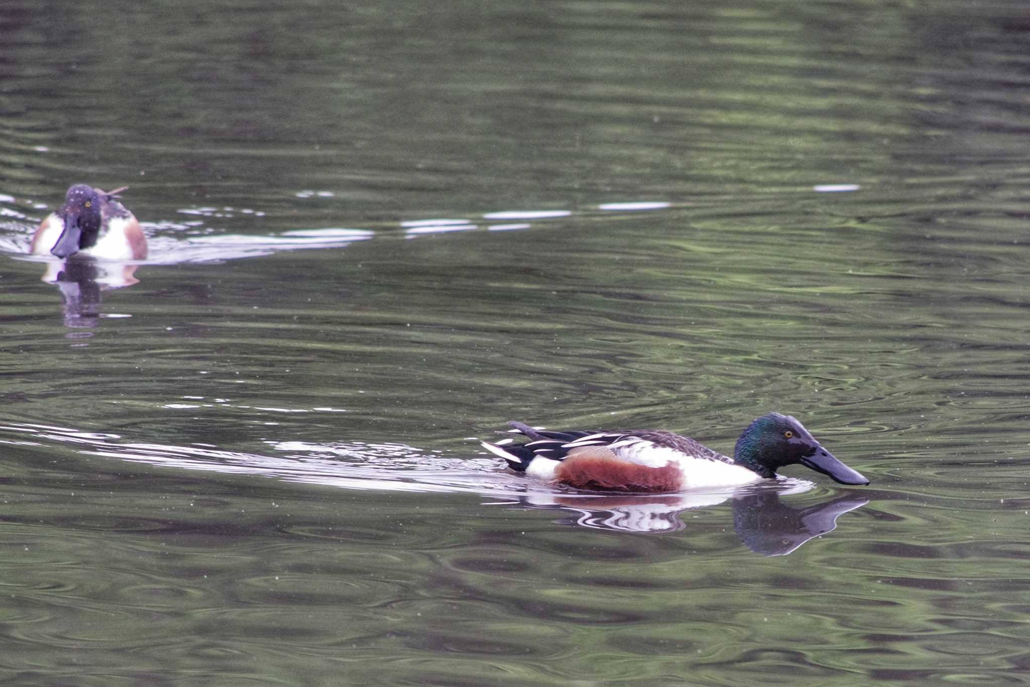 Photo of Northern Shoveler at 谷津干潟自然観察センター by zingo