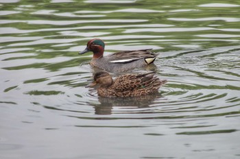 Eurasian Teal 谷津干潟自然観察センター Sat, 4/22/2023