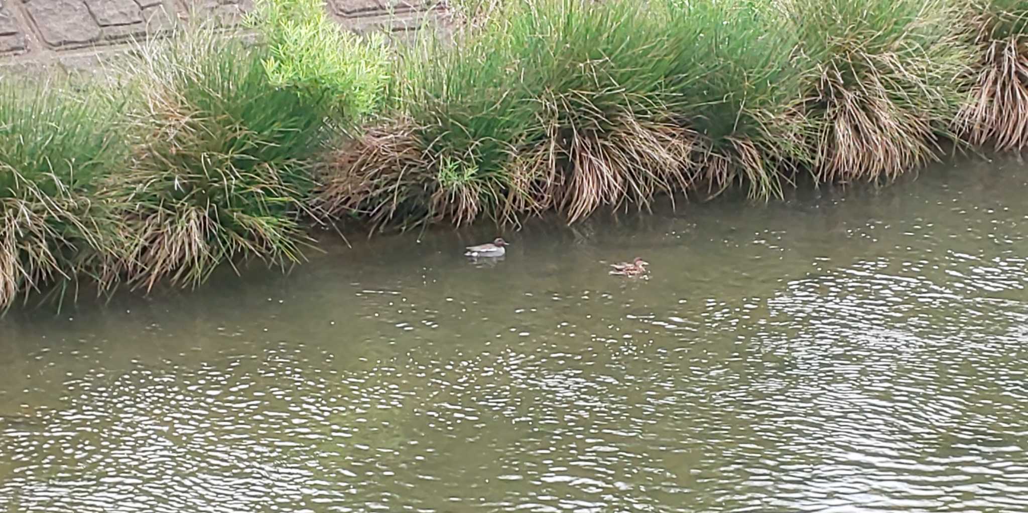 Photo of Eurasian Teal at 清瀬金山緑地公園 by Gagasaki