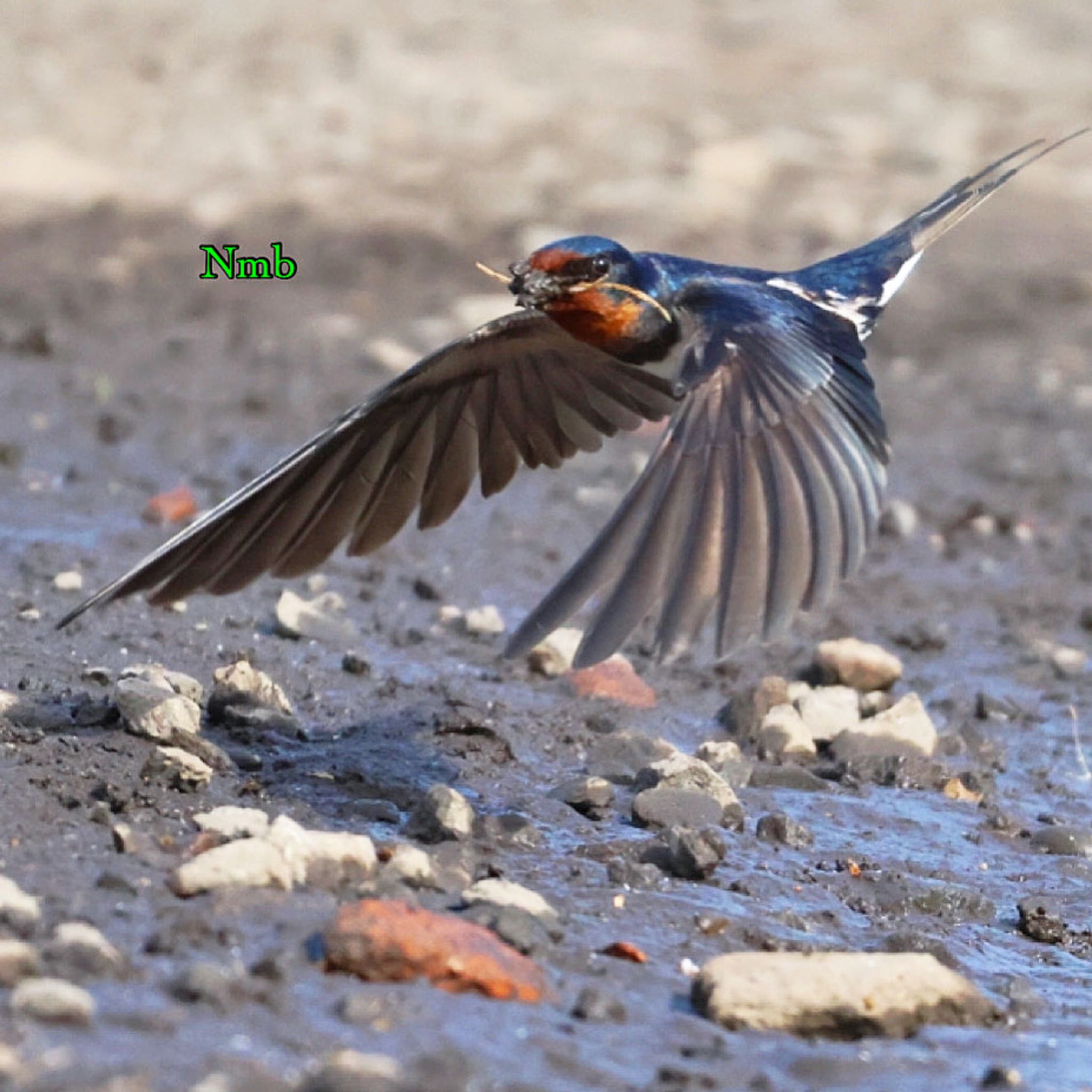 Photo of Barn Swallow at  by soul.number.358