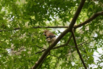 2023年4月24日(月) 横浜市立金沢自然公園の野鳥観察記録