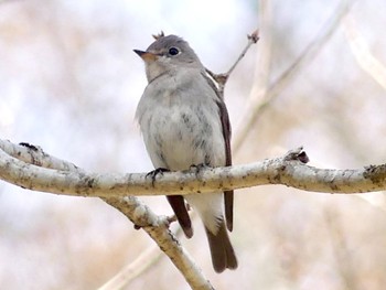 2023年4月21日(金) 戦場ヶ原の野鳥観察記録