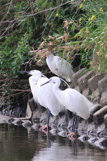 Little Egret 越谷サギコロニー Mon, 4/24/2023