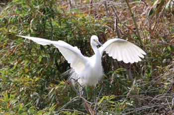 Medium Egret 越谷サギコロニー Mon, 4/24/2023