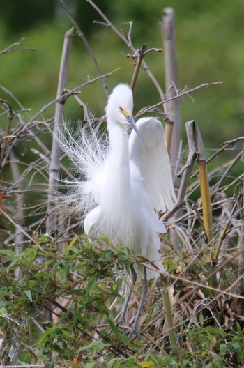 Medium Egret 越谷サギコロニー Mon, 4/24/2023