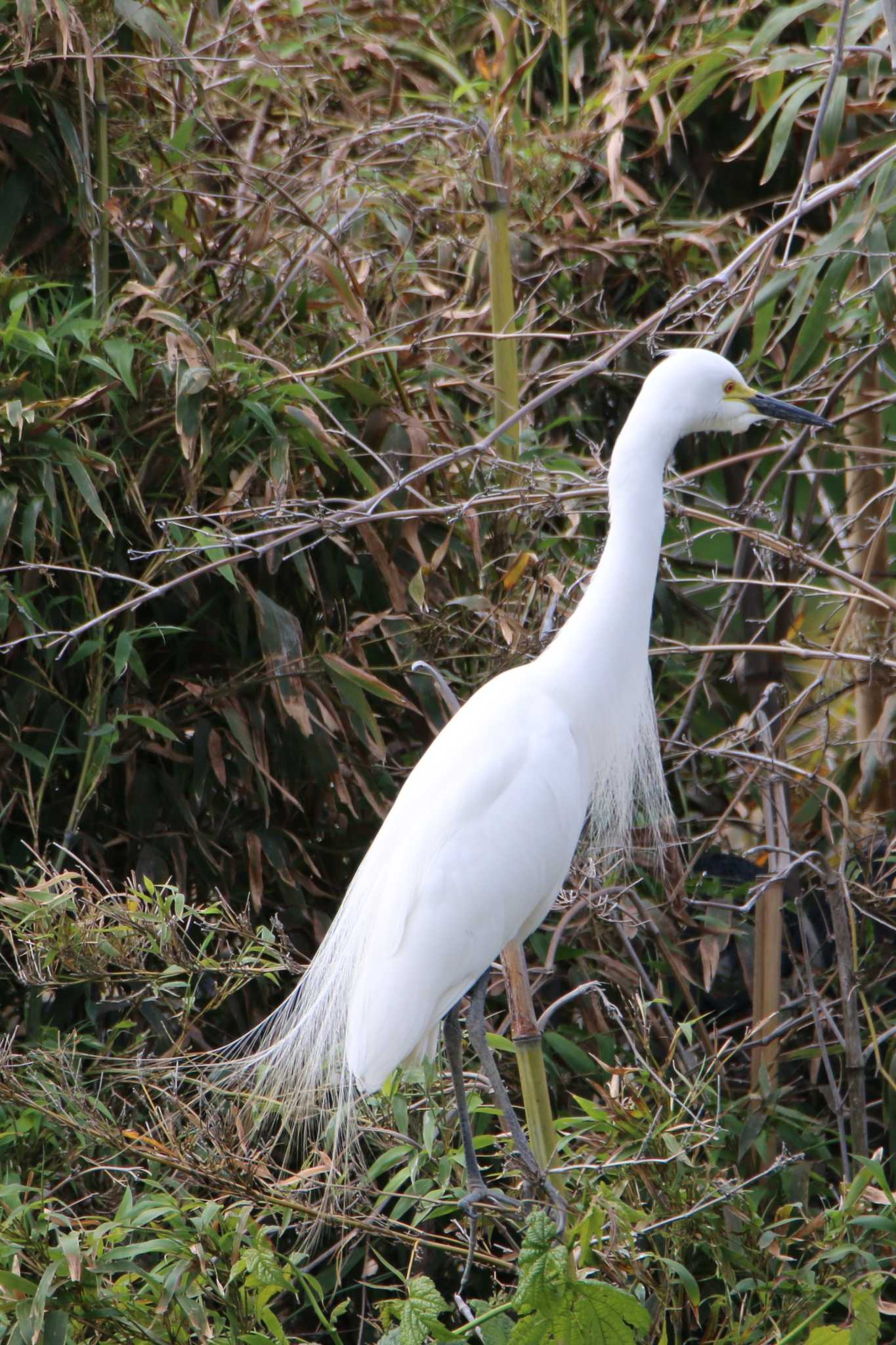 Medium Egret