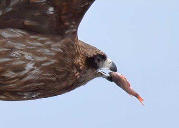 Black Kite 城ヶ島 Mon, 4/24/2023