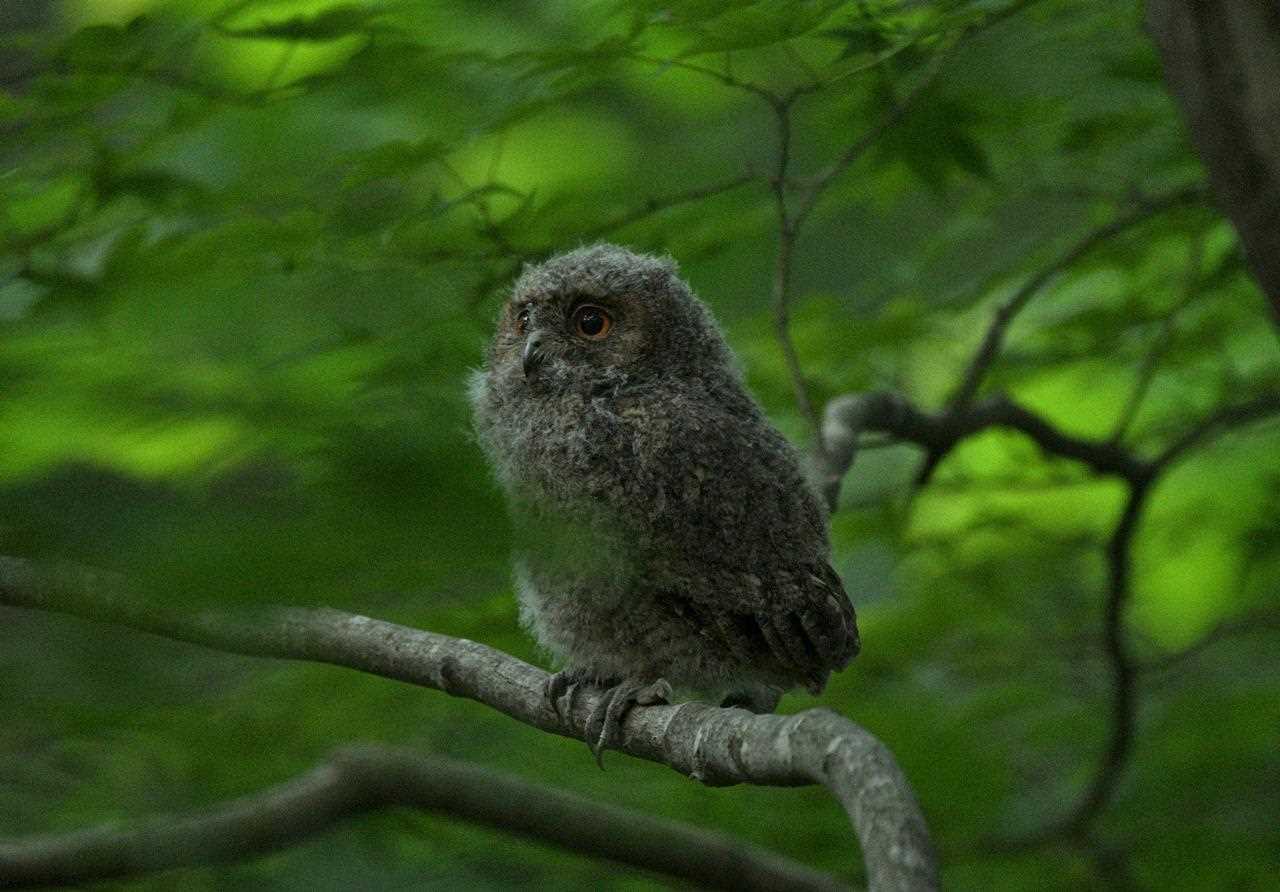  オオコノハズクの写真 by くまのみ