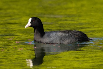 オオバン 薬師池公園 2023年4月9日(日)