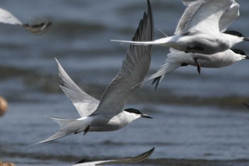 2023年4月20日(木) ふなばし三番瀬海浜公園の野鳥観察記録