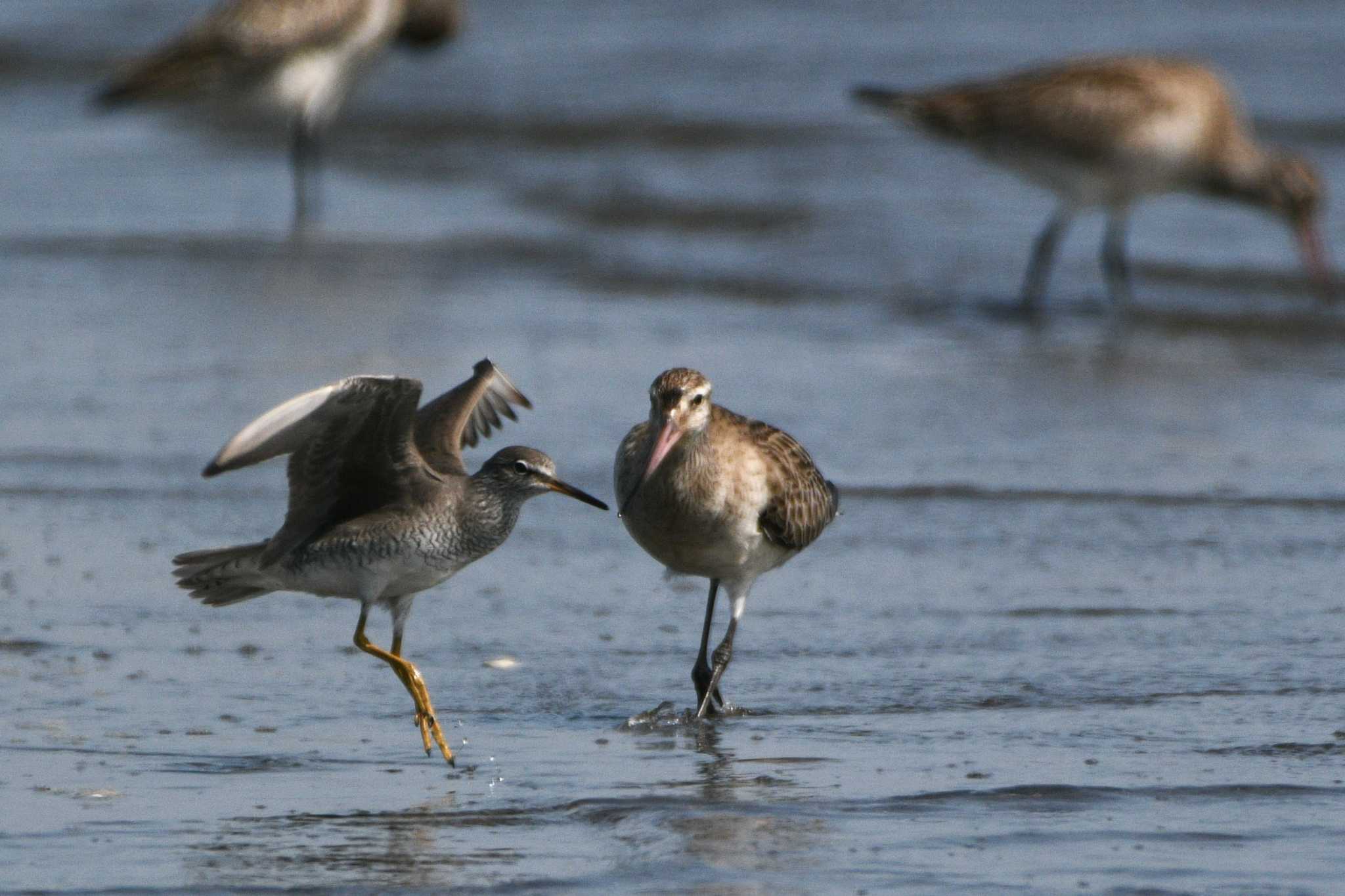 Grey-tailed Tattler