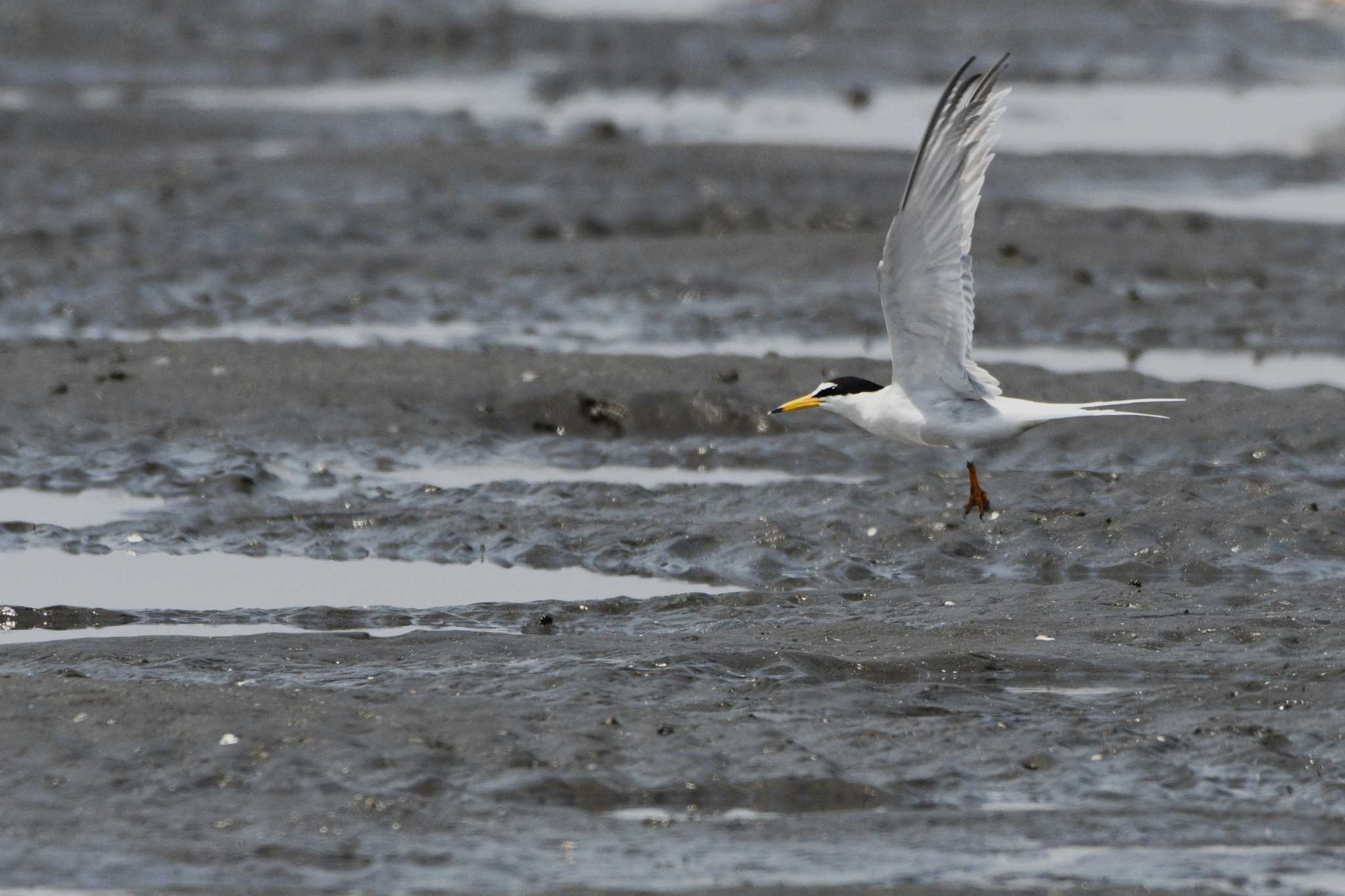 Little Tern