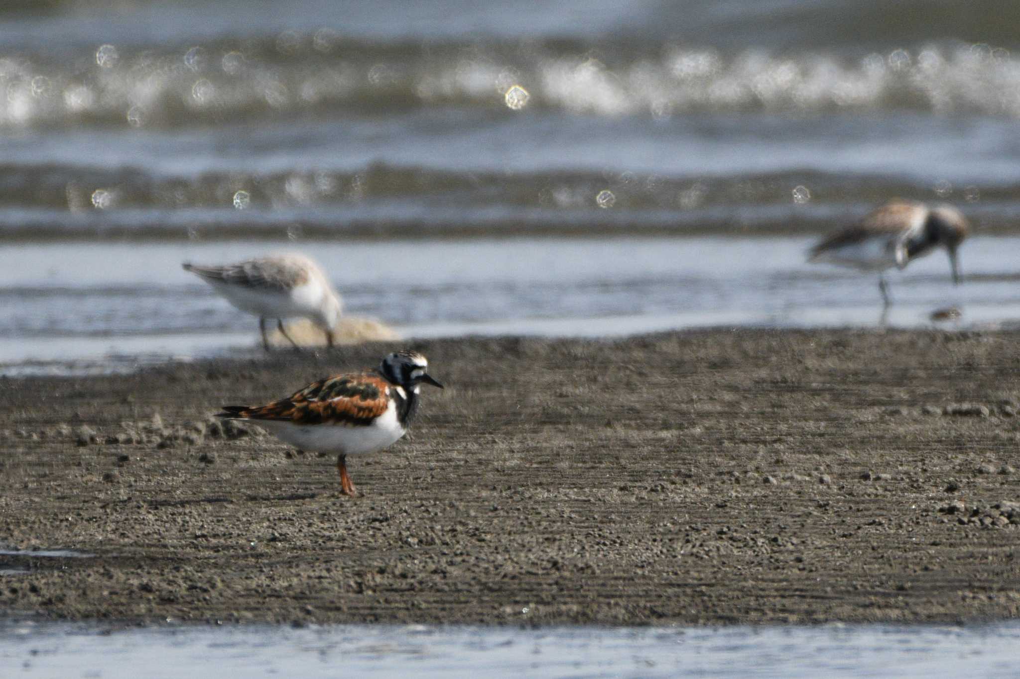 ふなばし三番瀬海浜公園 キョウジョシギの写真 by geto