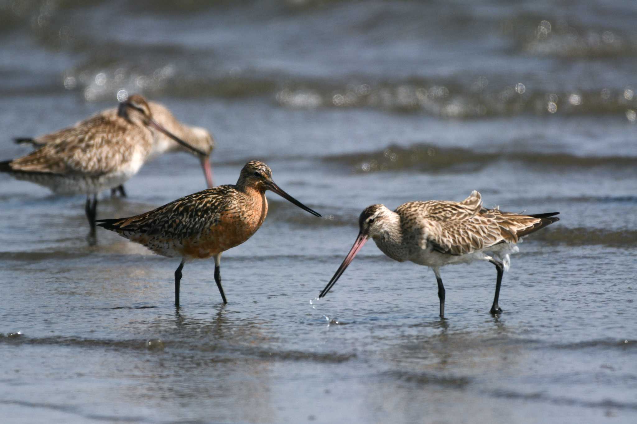 Bar-tailed Godwit