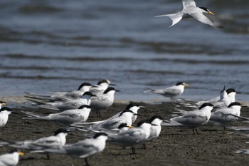 アジサシ ふなばし三番瀬海浜公園 2023年4月20日(木)