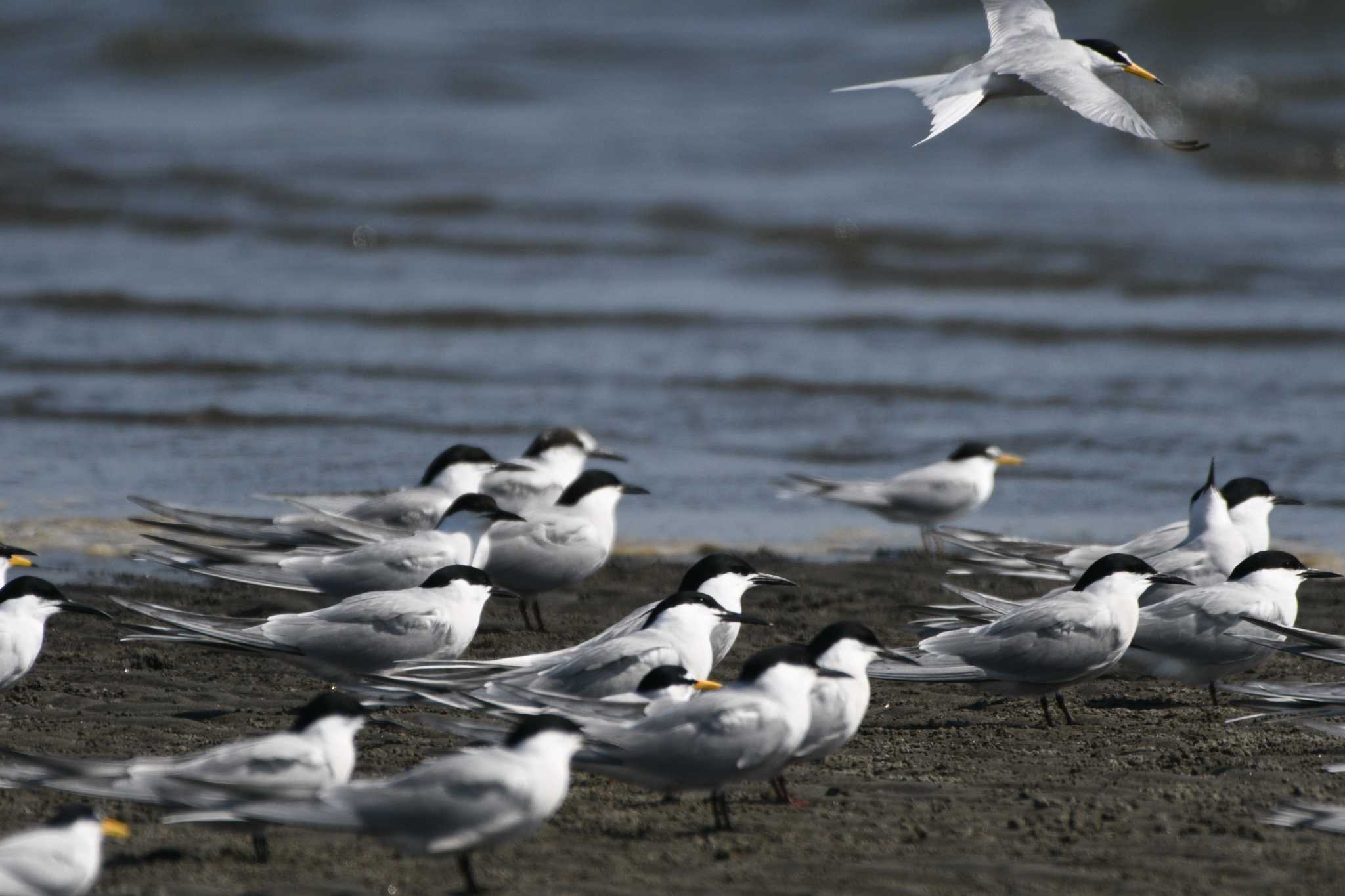 Common Tern