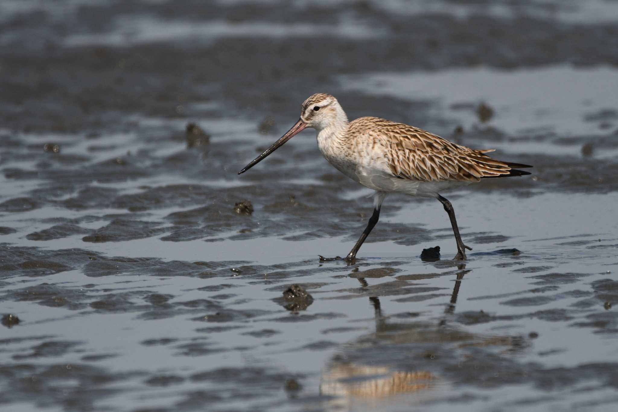 Bar-tailed Godwit