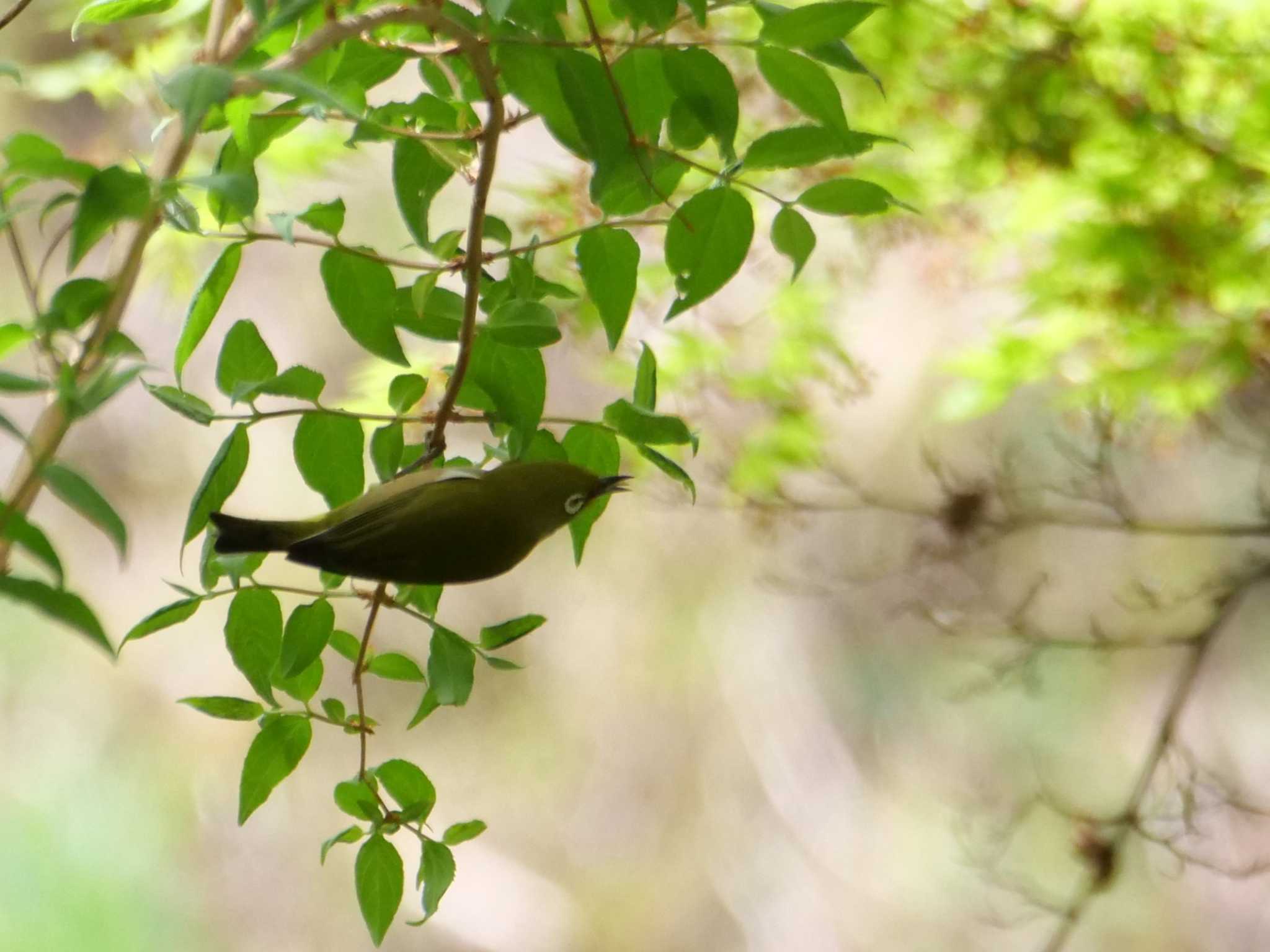 自宅 メジロの写真 by little birds