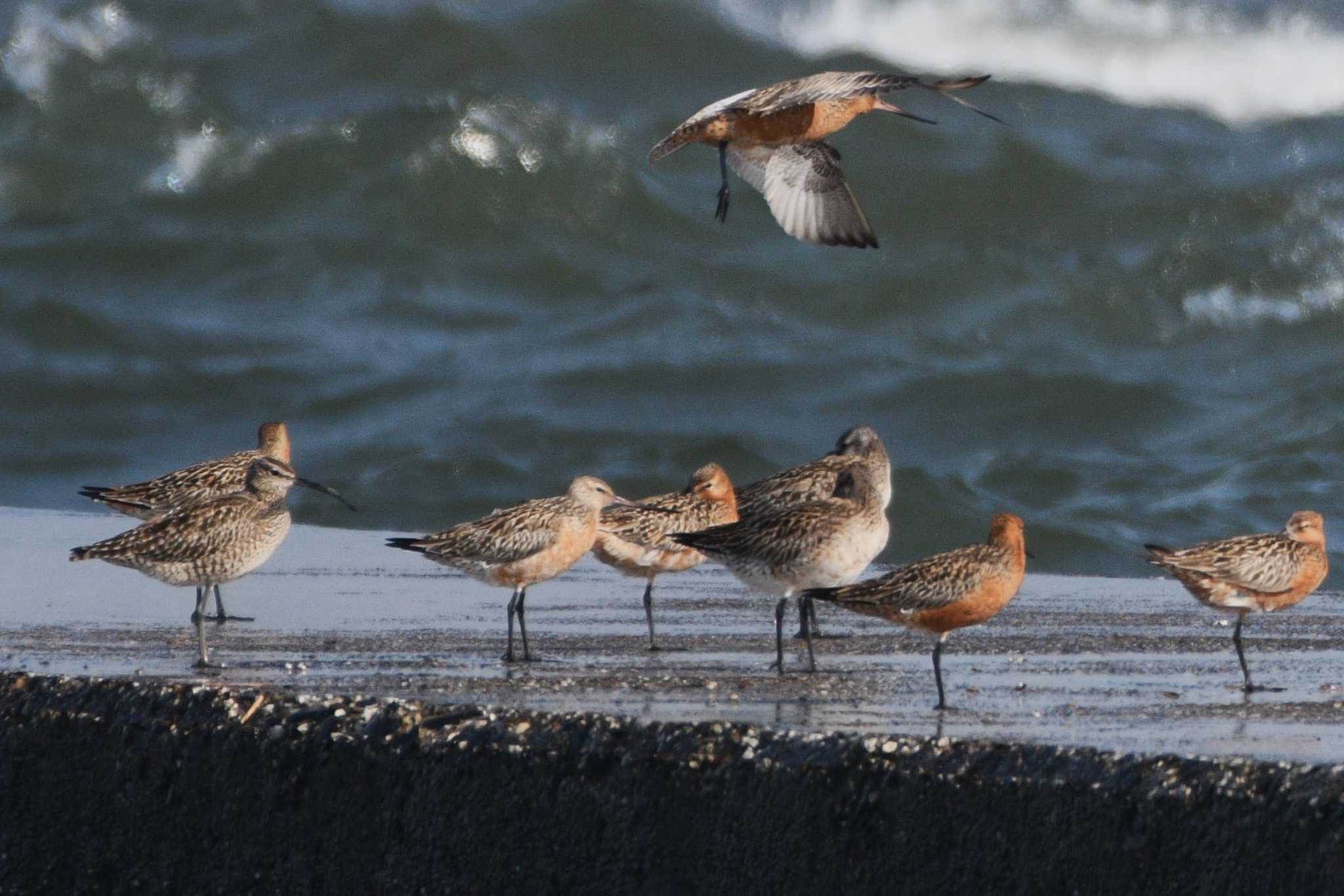 Eurasian Whimbrel