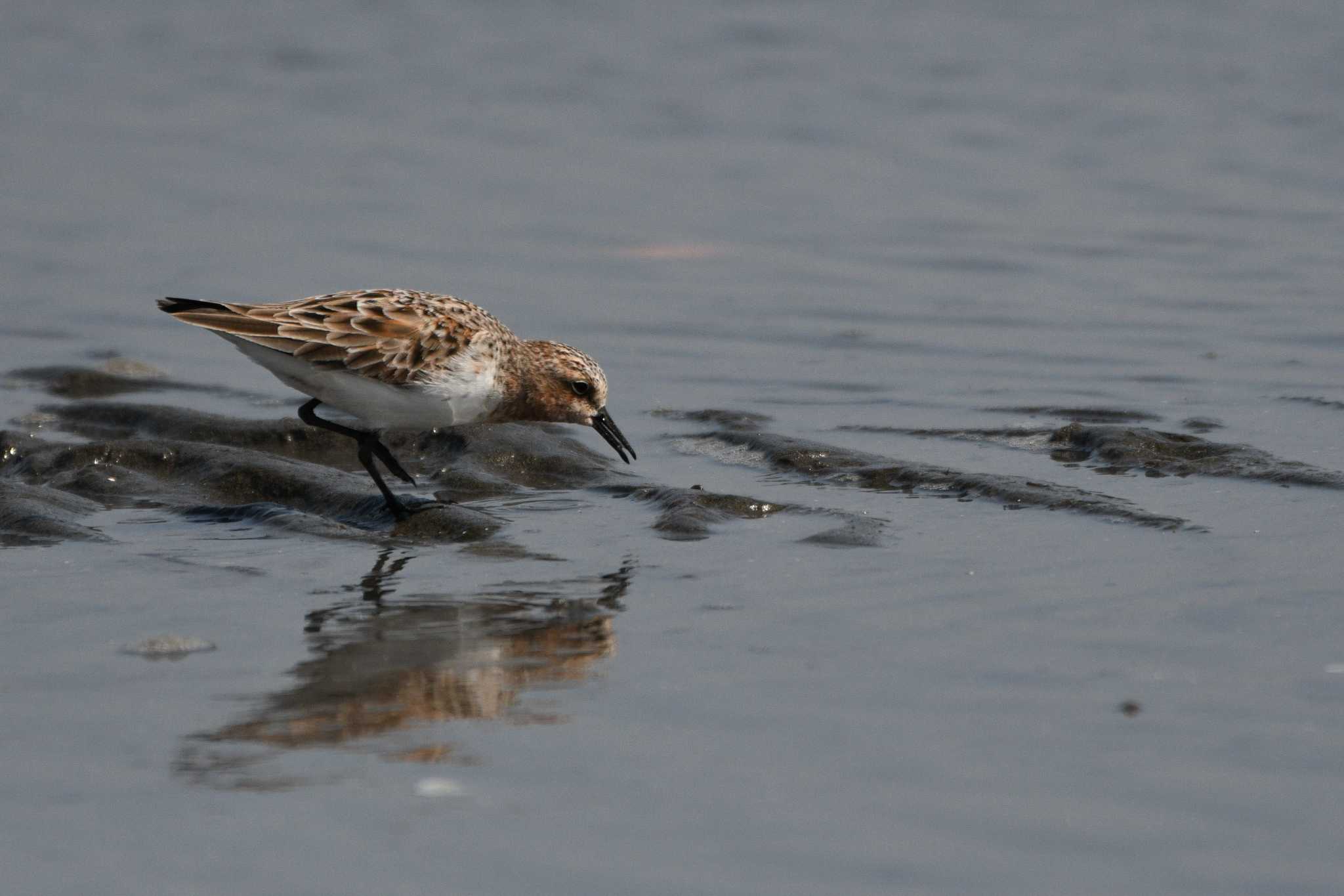 Photo of Red-necked Stint at Sambanze Tideland by geto